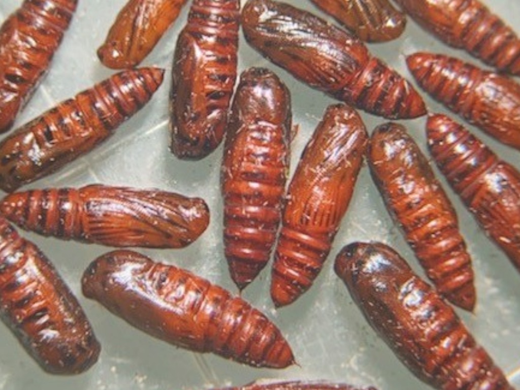 Hypena opulenta pupae